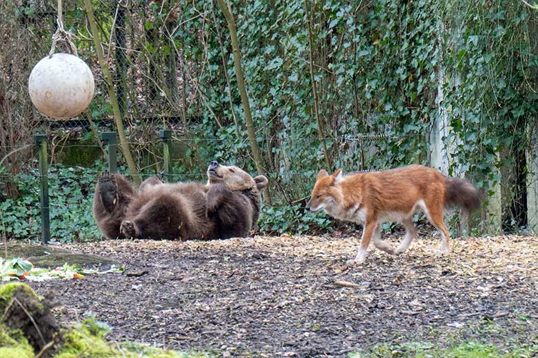 Braunbärin SIDDY und Asiatischer Rothund am 25. März 2023 auf der Braunbären-Außenanlage im Zoo Wuppertal
