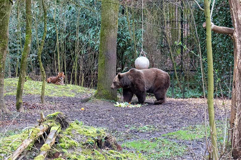 Braunbärin SIDDY und Asiatischer Rothund am 25. März 2023 auf der Braunbären-Außenanlage im Zoologischen Garten Wuppertal