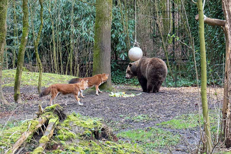 Braunbärin SIDDY und Asiatische Rothunde am 25. März 2023 auf der Braunbären-Außenanlage im Zoo Wuppertal