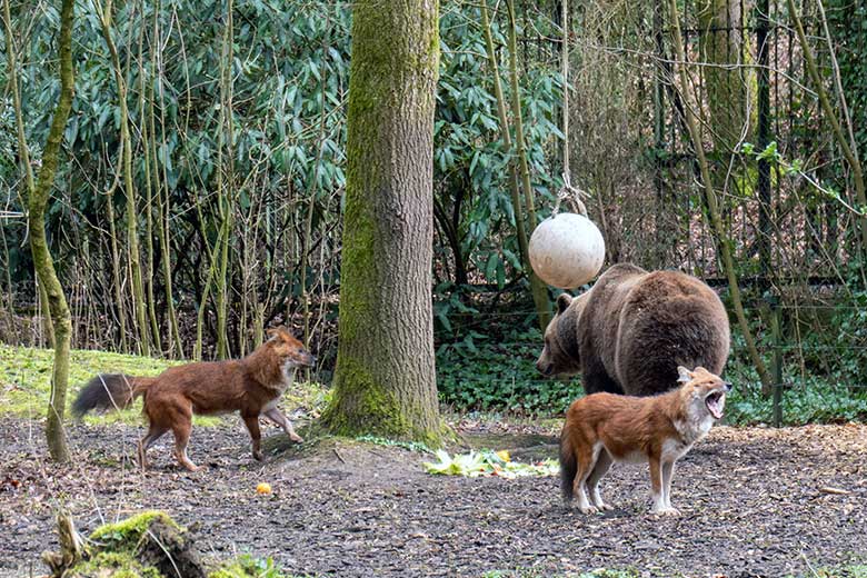 Braunbärin SIDDY und Asiatische Rothunde am 25. März 2023 auf der Braunbären-Außenanlage im Wuppertaler Zoo