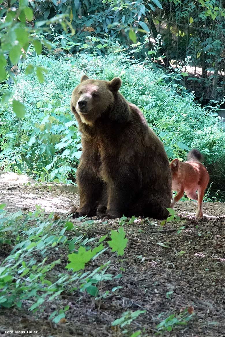 Braunbärin SIDDY mit einem Asiatischen Rothund am 13. Juni 2023 auf der Braunbären-Außenanlage im Wuppertaler Zoo (Foto Klaus Tüller)