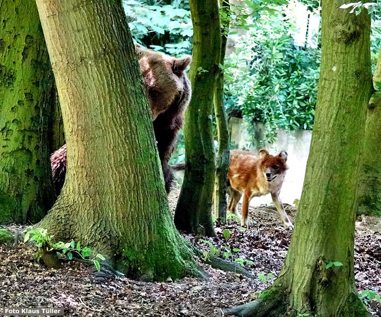 Braunbärin SIDDY mit einem Asiatischen Rothund am 13. Juni 2023 auf der Braunbären-Außenanlage im Grünen Zoo Wuppertal (Foto Klaus Tüller)