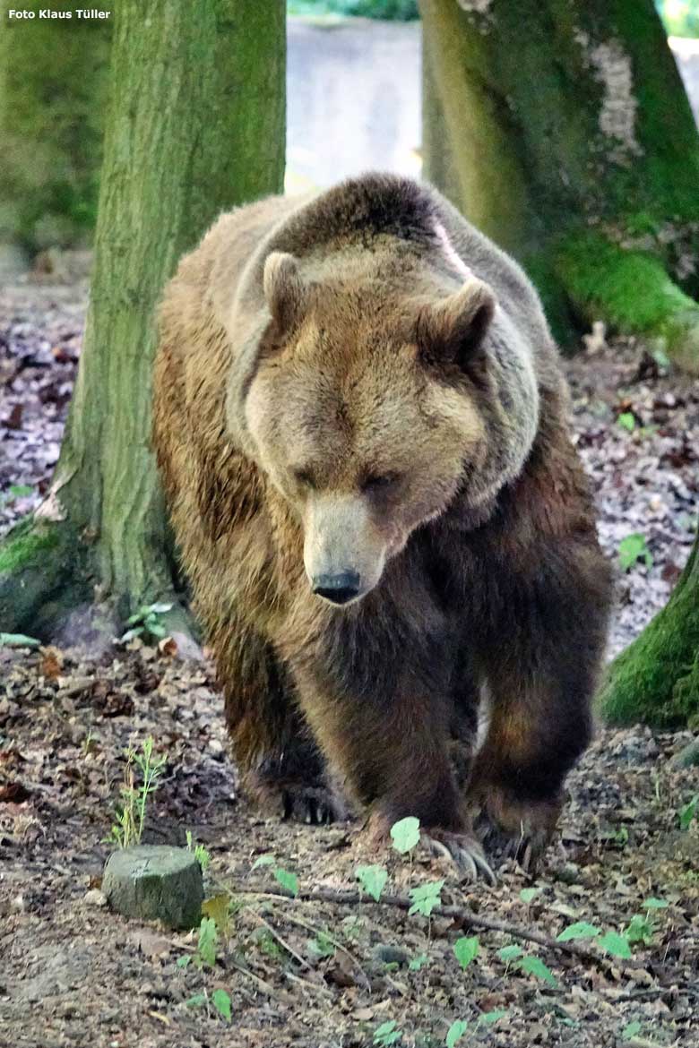 Braunbärin SIDDY am 13. Juni 2023 auf der Braunbären-Außenanlage im Zoo Wuppertal (Foto Klaus Tüller)