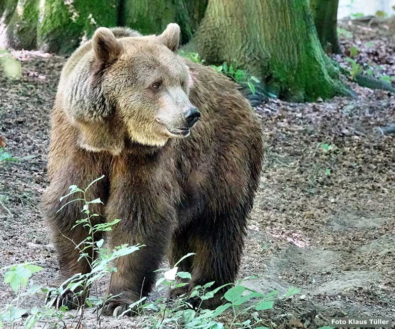 Braunbärin SIDDY am 13. Juni 2023 auf der Braunbären-Außenanlage im Wuppertaler Zoo (Foto Klaus Tüller)