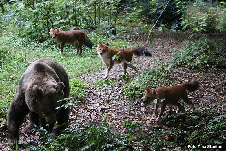 Braunbärin SIDDY und Asiatische Rothunde am 14. September 2023 auf der Braunbären-Außenanlage im Wuppertaler Zoo (Foto Tina Stumpe)