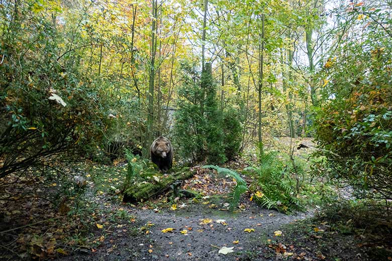 Braunbärin SIDDY am 18. November 2023 auf der Braunbär-Außenanlage im Grünen Zoo Wuppertal