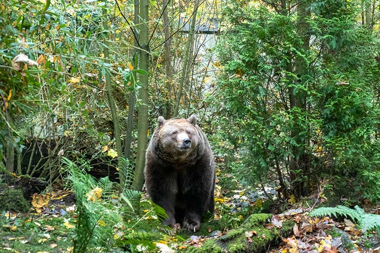 Braunbärin SIDDY am 18. November 2023 auf der Braunbär-Außenanlage im Zoologischen Garten Wuppertal