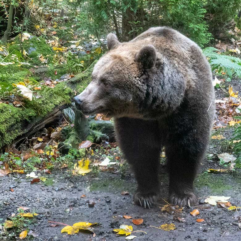 Braunbärin SIDDY am 18. November 2023 auf der Braunbär-Außenanlage im Wuppertaler Zoo