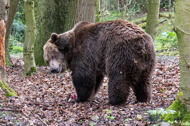 Braunbärin SIDDY am 30. März 2024 auf der Braunbär-Außenanlage im Grünen Zoo Wuppertal