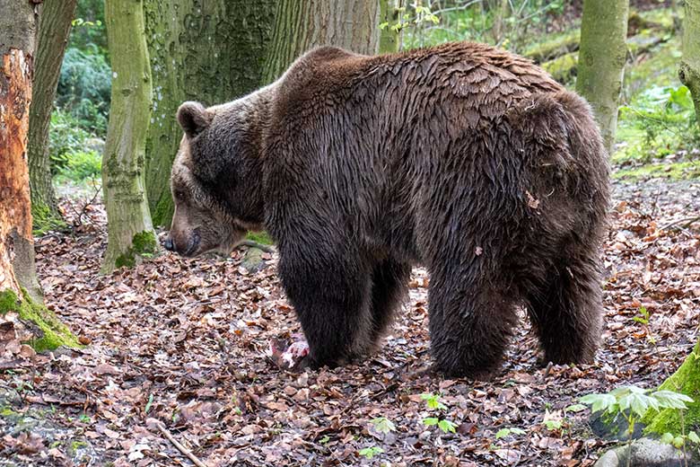 Braunbärin SIDDY am 30. März 2024 auf der Braunbär-Außenanlage im Zoologischen Garten Wuppertal