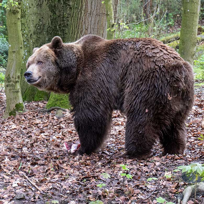 Braunbärin SIDDY am 30. März 2024 auf der Braunbär-Außenanlage im Zoo Wuppertal