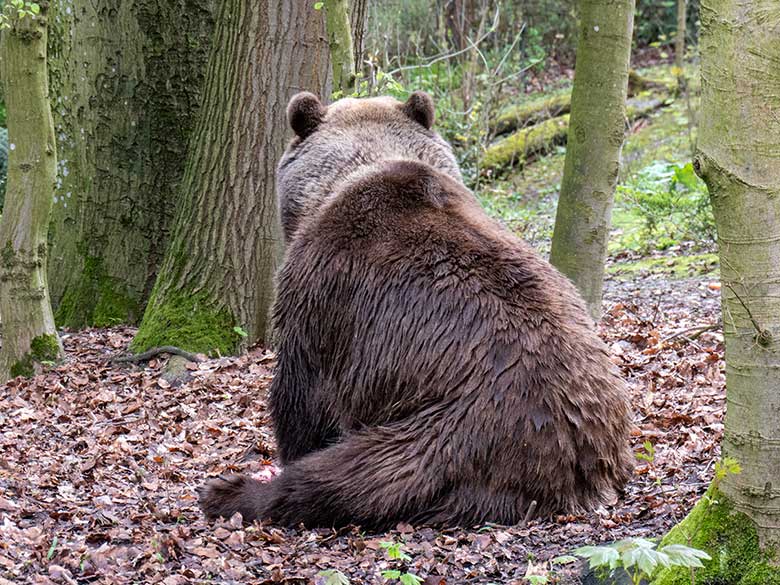 Braunbärin SIDDY am 30. März 2024 auf der Braunbär-Außenanlage im Grünen Zoo Wuppertal