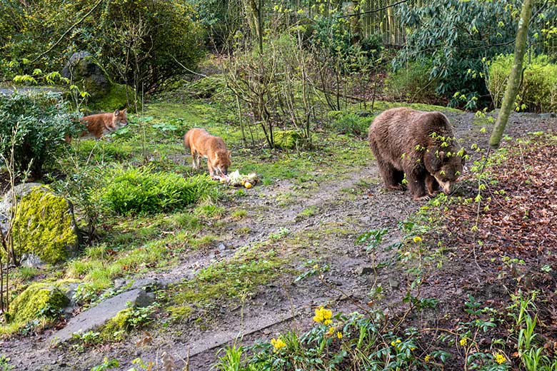 Braunbärin SIDDY und zwei Asiatische Rothunde am 31. März 2024 auf der Braunbär-Außenanlage im Zoologischen Garten Wuppertal