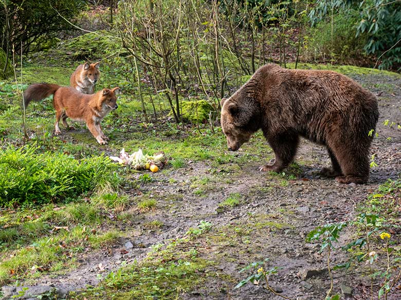 Braunbärin SIDDY und zwei Asiatische Rothunde am 31. März 2024 auf der Braunbär-Außenanlage im Wuppertaler Zoo