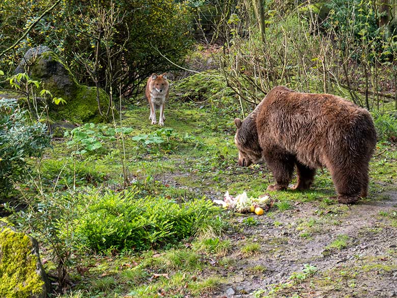 Braunbärin SIDDY und ein Asiatischer Rothund am 31. März 2024 auf der Braunbär-Außenanlage im Zoo Wuppertal