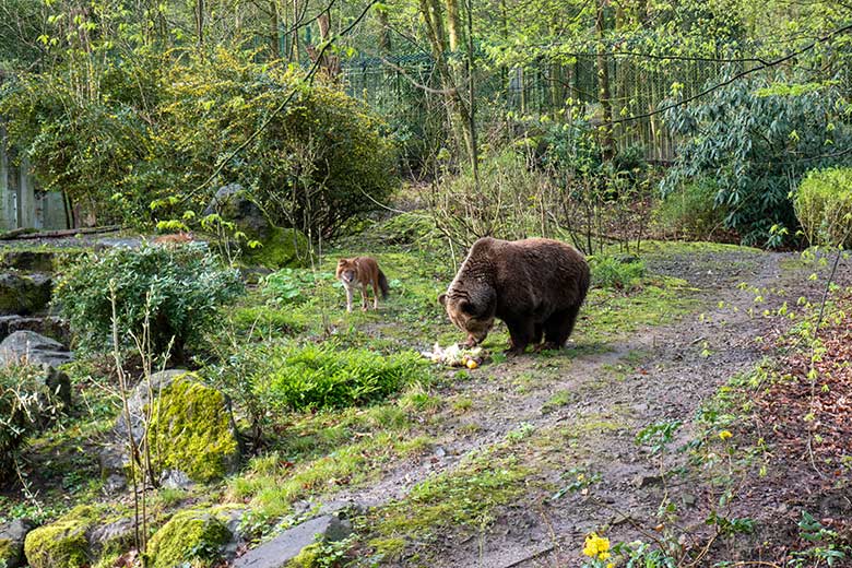 Braunbärin SIDDY und zwei Asiatische Rothunde am 31. März 2024 auf der Braunbär-Außenanlage im Grünen Zoo Wuppertal