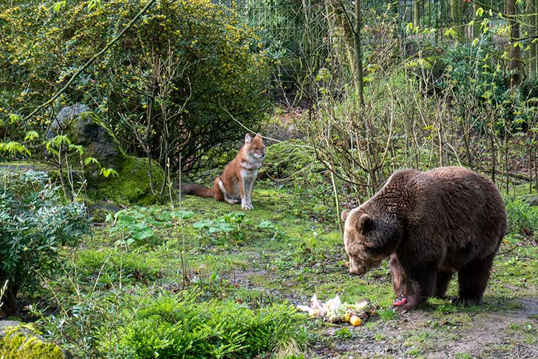 Braunbärin SIDDY und ein Asiatischer Rothund am 31. März 2024 auf der Braunbär-Außenanlage im Zoologischen Garten der Stadt Wuppertal