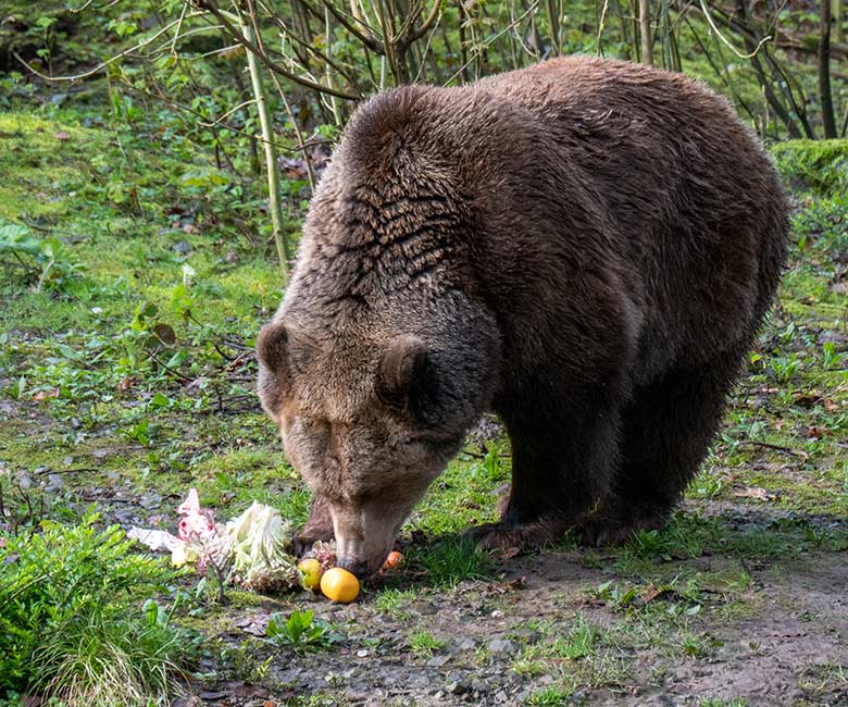 Braunbärin SIDDY am 31. März 2024 auf der Braunbär-Außenanlage im Wuppertaler Zoo