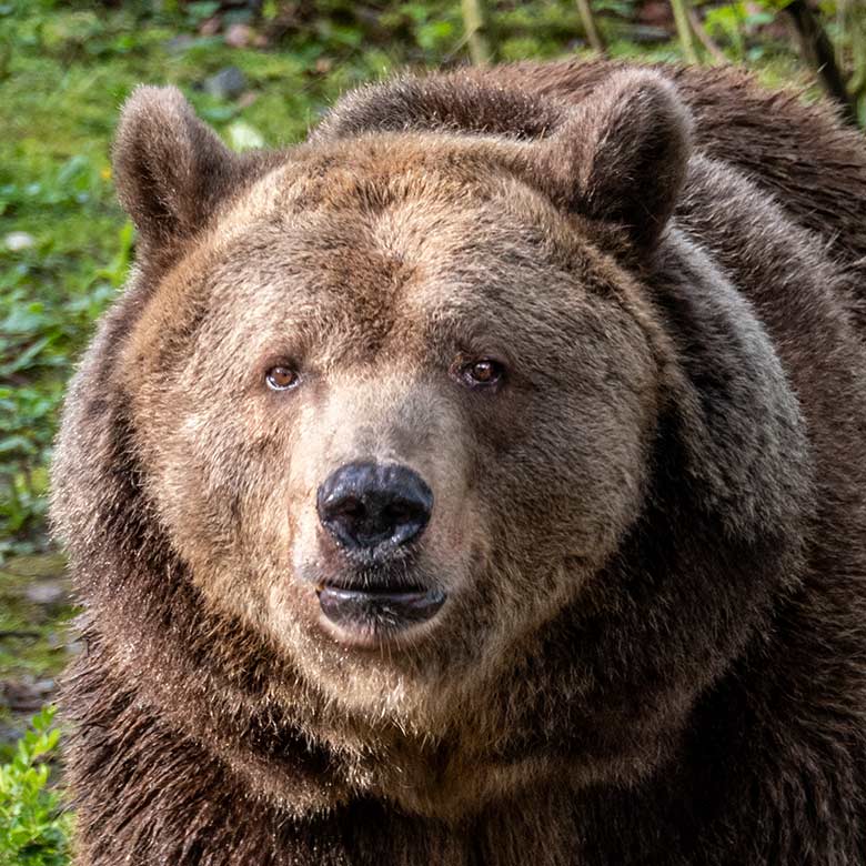 Braunbärin SIDDY am 31. März 2024 auf der Braunbär-Außenanlage im Grünen Zoo Wuppertal