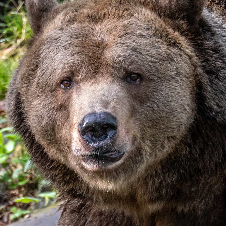 Braunbärin SIDDY am 31. März 2024 auf der Braunbär-Außenanlage im Grünen Zoo Wuppertal