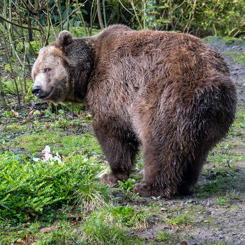 Braunbärin SIDDY am 31. März 2024 auf der Braunbär-Außenanlage im Wuppertaler Zoo