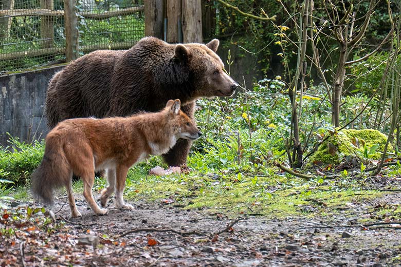 Braunbärin SIDDY und ein Asiatischer Rothund am 31. März 2024 auf der Braunbär-Außenanlage im Grünen Zoo Wuppertal