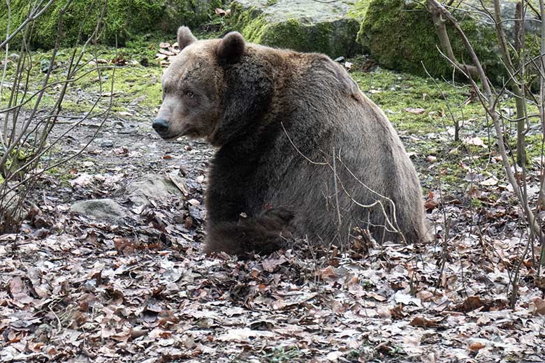 Braunbärin SIDDY am 10. Februar 2025 auf der Außenanlage im Grünen Zoo Wuppertal