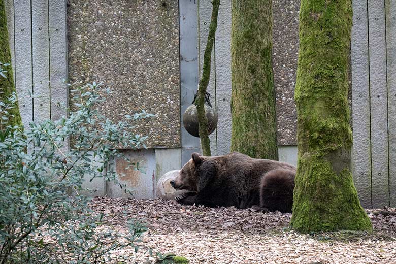Braunbärin SIDDY am 10. Februar 2025 auf der Außenanlage im Zoologischen Garten Wuppertal