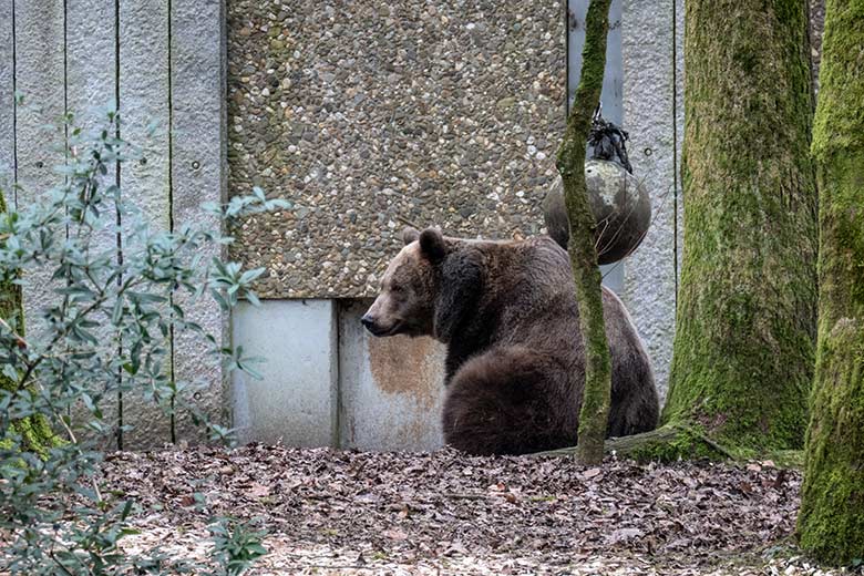 Braunbärin SIDDY am 10. Februar 2025 auf der Außenanlage im Zoo Wuppertal