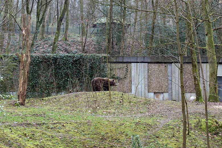 Braunbärin SIDDY am 10. Februar 2025 auf der Außenanlage im Wuppertaler Zoo