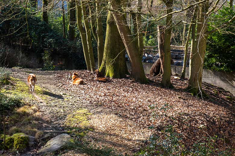 Braunbärin SIDDY und Asiatische Rothunde am 3. März 2025 auf der Außenanlage im Grünen Zoo Wuppertal