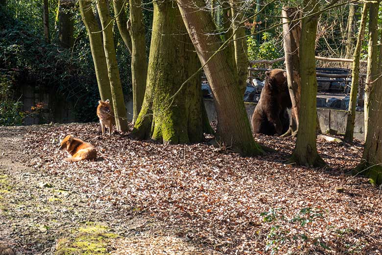 Braunbärin SIDDY und Asiatische Rothunde am 3. März 2025 auf der Außenanlage im Wuppertaler Zoo