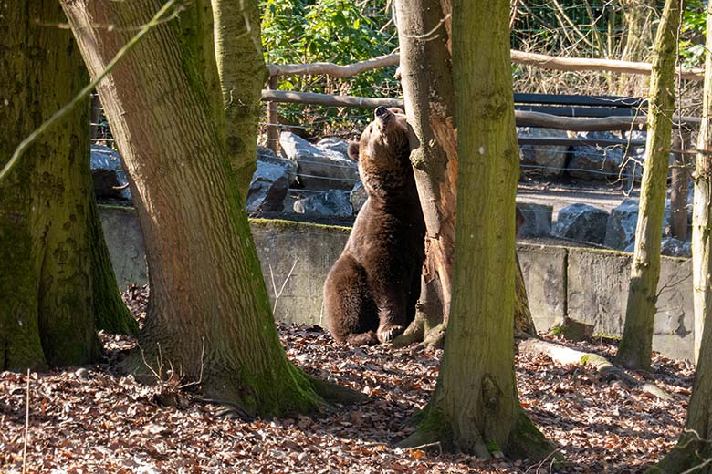 Braunbärin SIDDY am 3. März 2025 auf der Außenanlage im Grünen Zoo Wuppertal
