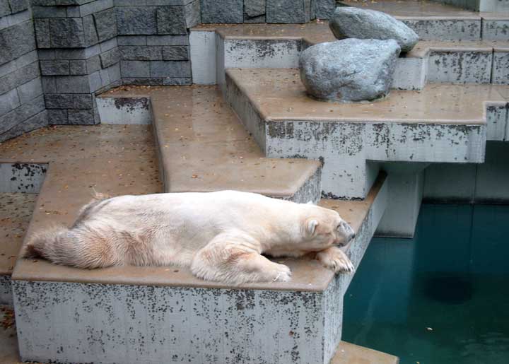 Eisbär im Wuppertaler Zoo im Oktober 2002