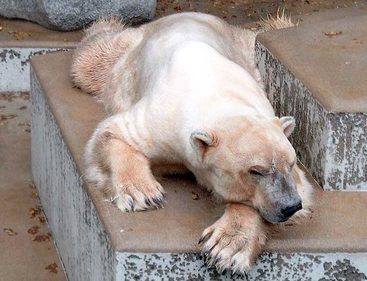Eisbär im Wuppertaler Zoo im Oktober 2002