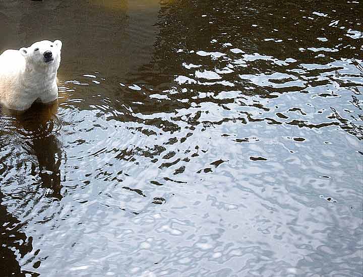 Eisbärin JERKA im Wuppertaler Zoo im Juni 2003