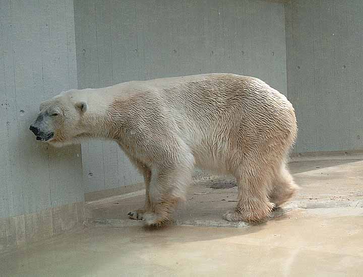 Eisbär auf der Mutter-Kind-Anlage im Wuppertaler Zoo im Juni 2003