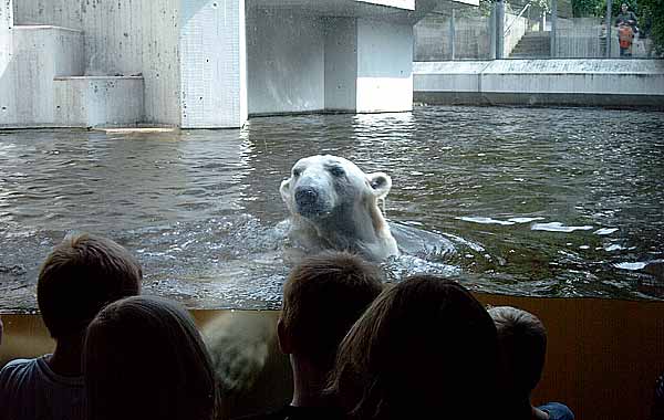 Eisbärin Jerka im Wuppertaler Zoo im Juni 2003