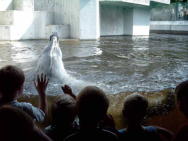 Eisbärin JERKA im Wuppertaler Zoo im Juni 2003