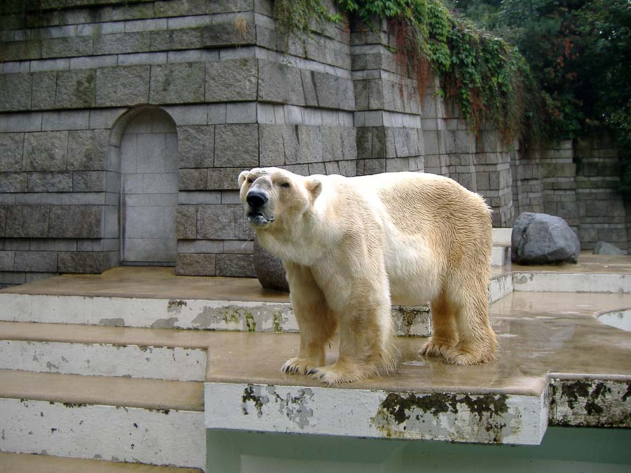 Eisbär BORIS im Wuppertaler Zoo im August 2006