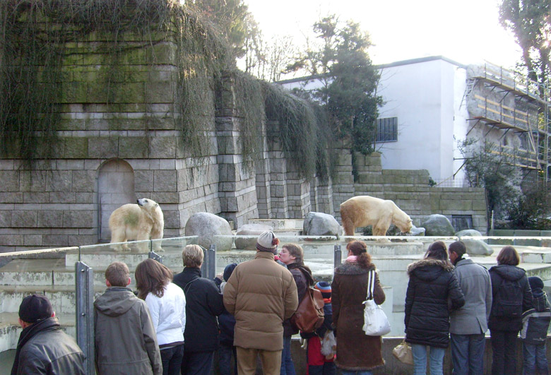 Eisbär im Zoo Wuppertal im Dezember 2008