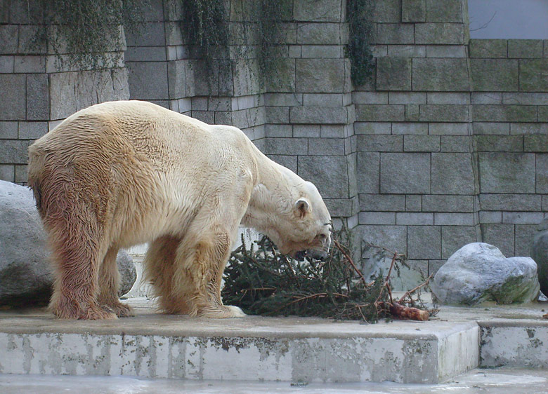 Eisbär im Zoo Wuppertal im Dezember 2008