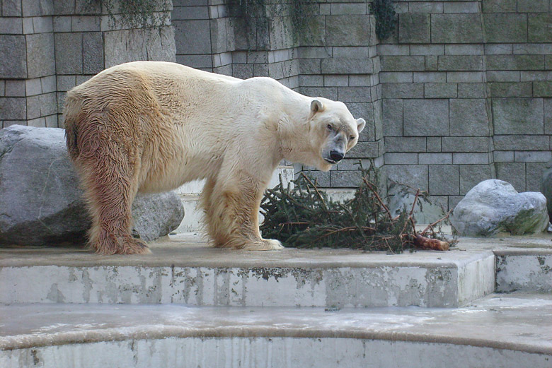 Eisbär im Zoo Wuppertal im Dezember 2008