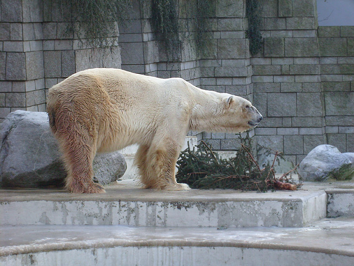 Eisbär im Zoo Wuppertal im Dezember 2008