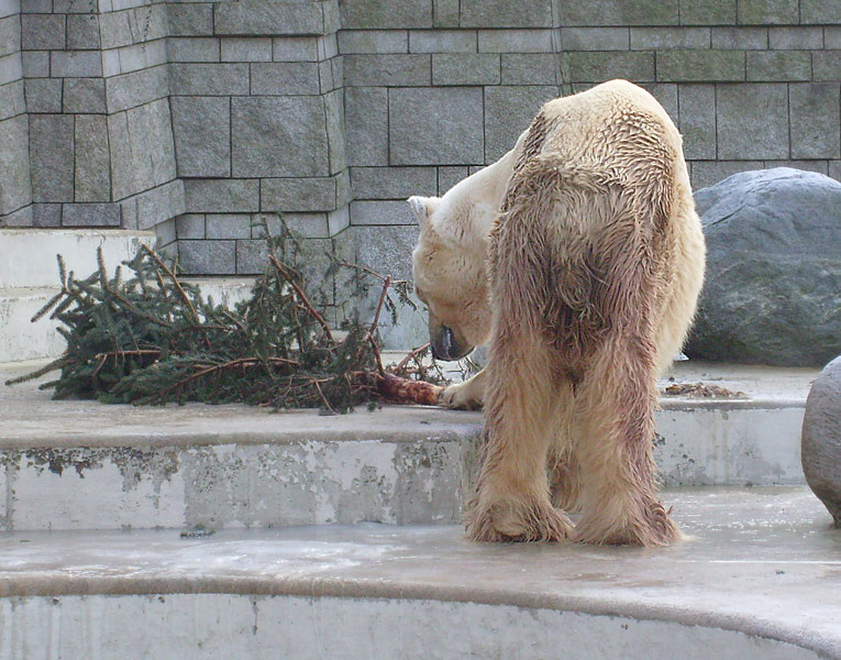 Eisbär im Zoo Wuppertal im Dezember 2008