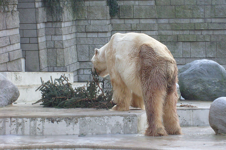 Eisbär im Zoo Wuppertal im Dezember 2008