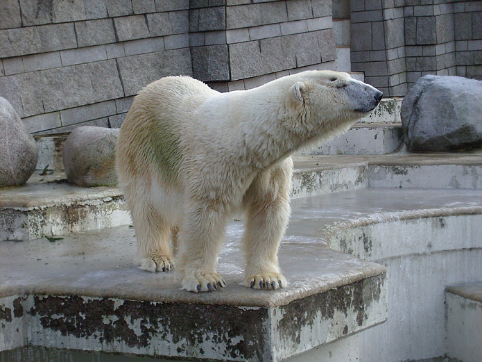 Eisbär im Zoo Wuppertal im Dezember 2008