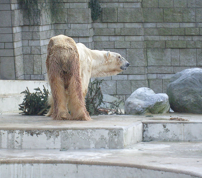 Eisbär im Zoo Wuppertal im Dezember 2008