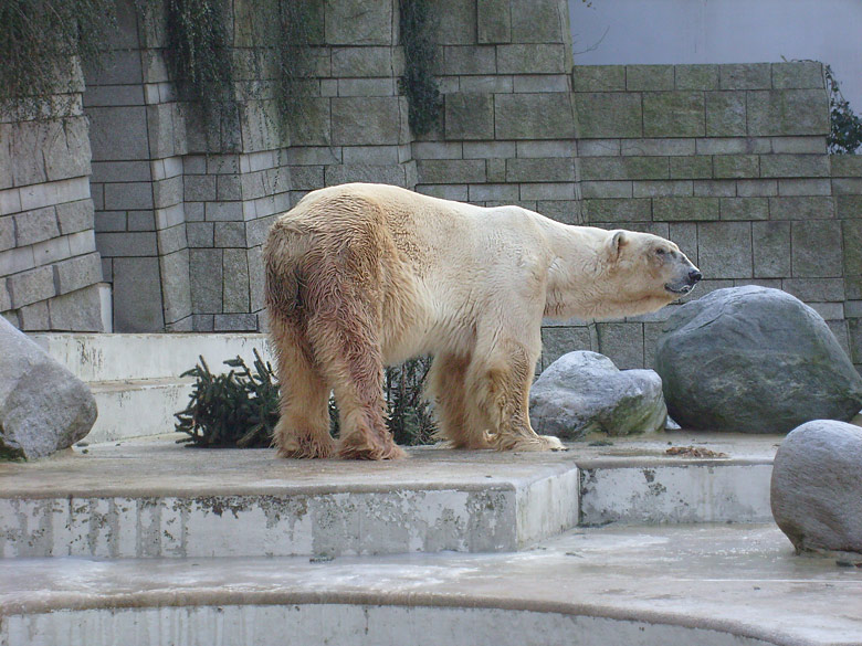 Eisbär im Zoo Wuppertal im Dezember 2008