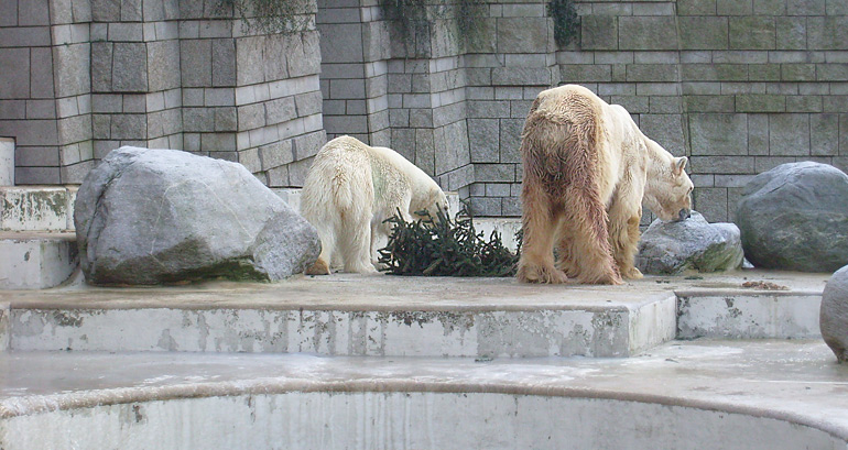 Eisbär im Zoo Wuppertal im Dezember 2008